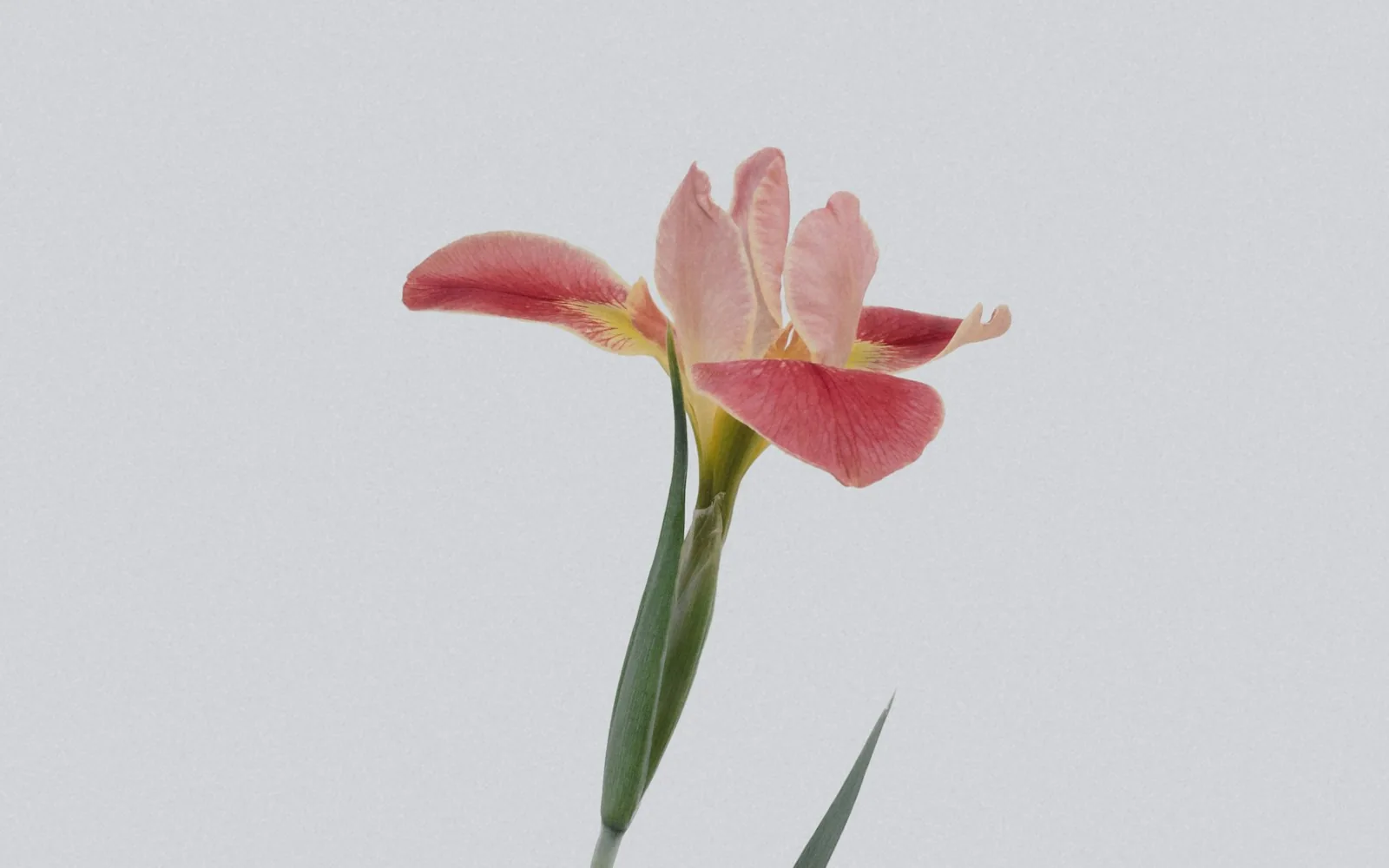 A delicate pink flower against a soft neutral background